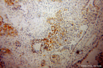 EEF1A1 Antibody in Immunohistochemistry (Paraffin) (IHC (P))