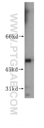 EEF1A1 Antibody in Western Blot (WB)