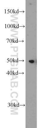 EEF1A1 Antibody in Western Blot (WB)