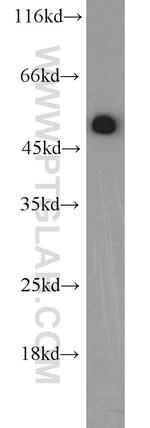 EEF1A1 Antibody in Western Blot (WB)