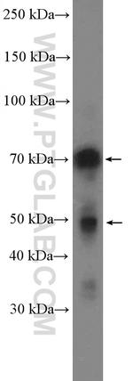MELK Antibody in Western Blot (WB)