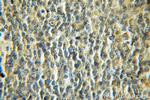 NDOR1/NR1 Antibody in Immunohistochemistry (Paraffin) (IHC (P))