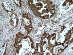 HSP90AB1 Antibody in Immunohistochemistry (Paraffin) (IHC (P))