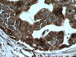 HSP90AB1 Antibody in Immunohistochemistry (Paraffin) (IHC (P))