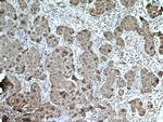 HSP90AB1 Antibody in Immunohistochemistry (Paraffin) (IHC (P))
