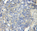 LENG1 Antibody in Immunohistochemistry (Paraffin) (IHC (P))