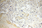 XPO6 Antibody in Immunohistochemistry (Paraffin) (IHC (P))