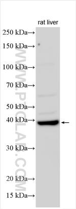 NAT2 Antibody in Western Blot (WB)