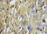 COX7C Antibody in Immunohistochemistry (Paraffin) (IHC (P))