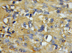 COX7A1 Antibody in Immunohistochemistry (Paraffin) (IHC (P))