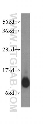 COX7A1 Antibody in Western Blot (WB)