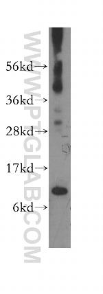COX7A1 Antibody in Western Blot (WB)