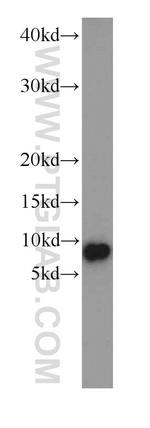 COX7A1 Antibody in Western Blot (WB)