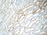 C1QTNF3 Antibody in Immunohistochemistry (Paraffin) (IHC (P))