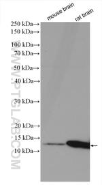 COX7A2L Antibody in Western Blot (WB)