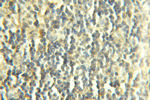 COX7B Antibody in Immunohistochemistry (Paraffin) (IHC (P))