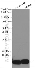 COX7B Antibody in Western Blot (WB)