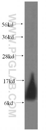 COX7B Antibody in Western Blot (WB)