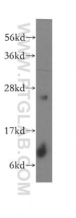 COX7B Antibody in Western Blot (WB)