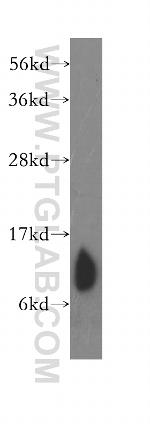 COX7B Antibody in Western Blot (WB)