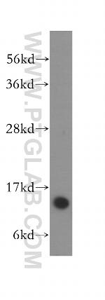COX5B Antibody in Western Blot (WB)