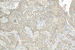MARCKSL1 Antibody in Immunohistochemistry (Paraffin) (IHC (P))