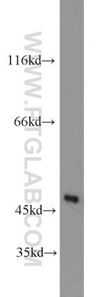 MARCKSL1 Antibody in Western Blot (WB)