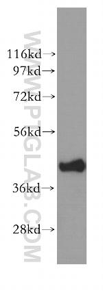EIF3M Antibody in Western Blot (WB)