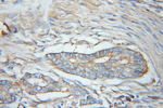 EIF3M Antibody in Immunohistochemistry (Paraffin) (IHC (P))
