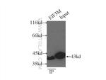 EIF3M Antibody in Immunoprecipitation (IP)