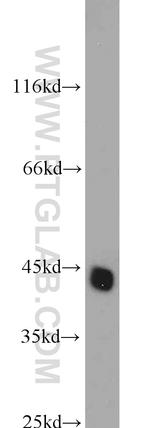 EIF3M Antibody in Western Blot (WB)
