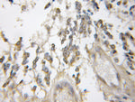 COX6B1 Antibody in Immunohistochemistry (Paraffin) (IHC (P))