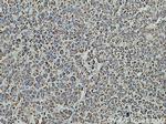 COX6B1 Antibody in Immunohistochemistry (Paraffin) (IHC (P))