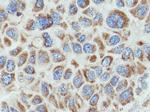 COX6B1 Antibody in Immunohistochemistry (Paraffin) (IHC (P))