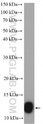 COX6B1 Antibody in Western Blot (WB)