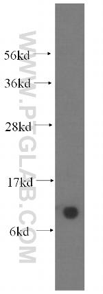 COX6B1 Antibody in Western Blot (WB)
