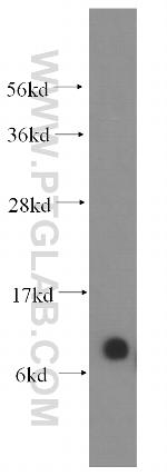 COX6B1 Antibody in Western Blot (WB)