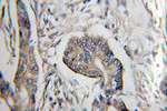COX6C Antibody in Immunohistochemistry (Paraffin) (IHC (P))