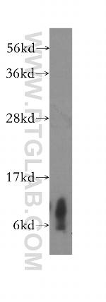 COX6C Antibody in Western Blot (WB)