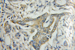 Kallistatin Antibody in Immunohistochemistry (Paraffin) (IHC (P))