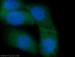 CRBN Antibody in Immunocytochemistry (ICC/IF)
