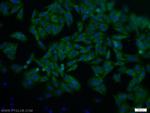 CRBN Antibody in Immunocytochemistry (ICC/IF)