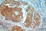 CRBN Antibody in Immunohistochemistry (Paraffin) (IHC (P))