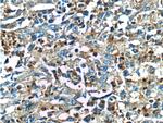 CRBN Antibody in Immunohistochemistry (Paraffin) (IHC (P))