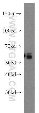 CRBN Antibody in Western Blot (WB)