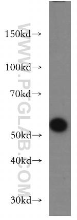 CRBN Antibody in Western Blot (WB)
