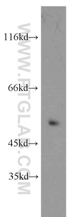 CRBN Antibody in Western Blot (WB)