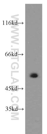 CRBN Antibody in Western Blot (WB)