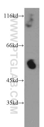 CRBN Antibody in Western Blot (WB)