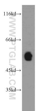 CRBN Antibody in Western Blot (WB)